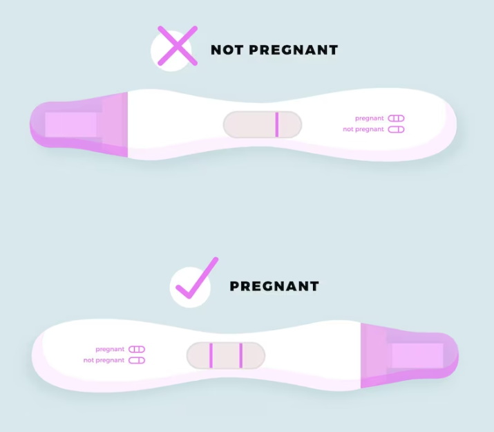 Pregnant and Not Pregnant Pregnancy Test Shows